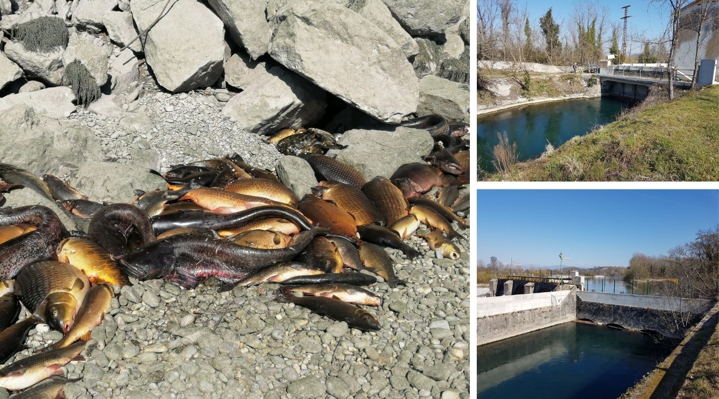 Moria di pesci nell'Isonzo, il nodo tra Slovenia e la centrale di Poggio